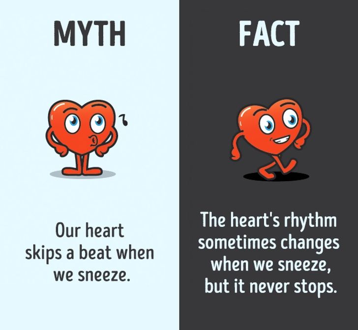13 Myths About the Human Body