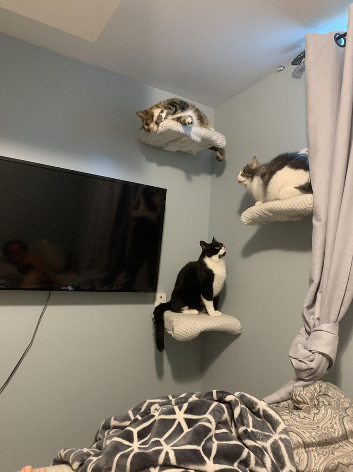 Top Shelf Cat, Bottom Shelf Cat and a Lesson About Catnip