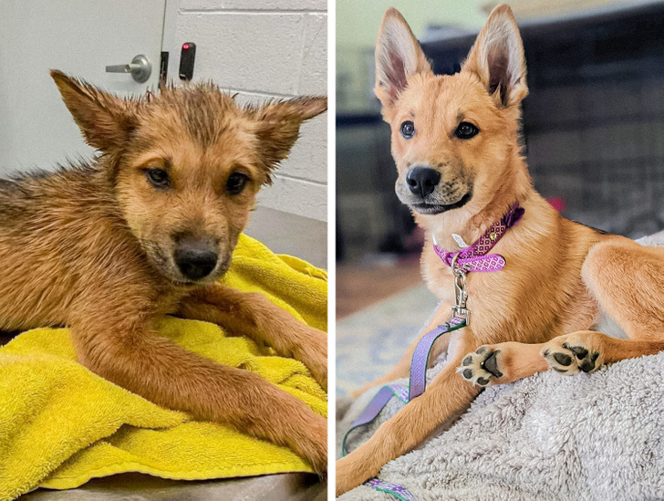 15+ People Who Couldn’t Pass By Homeless Animals and Gave Them a New Life