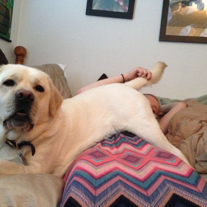 17 Cats and Dogs Who Cannot Do Without Their Humans