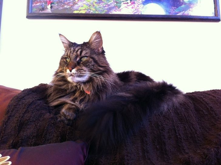 21 Majestic Maine Coon Cats That Will Show You Who S The Boss Bright Side