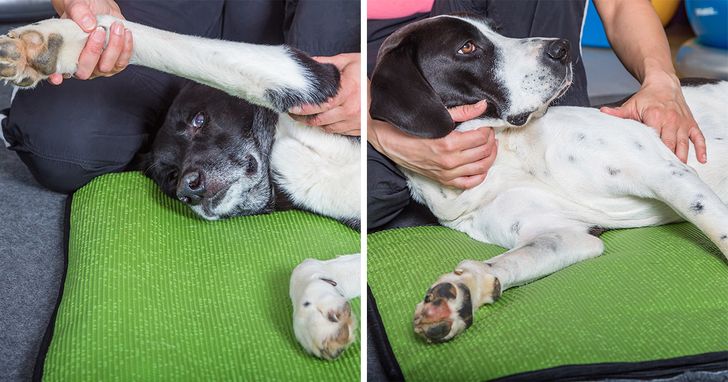 8 Areas of Your Dog That Are Crucial to Massage (Your Dog Will Thank You)