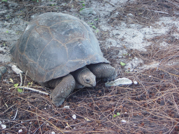 A giant tortoise on Aldabra, 2005