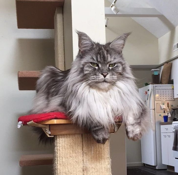27 Maine Coons Who Know They’re Kings, and We Can’t Argue With That ...