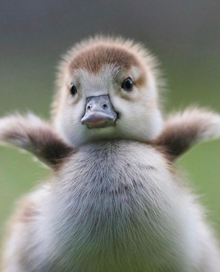 24 Chubby Animals That Are Aiming Straight at Your Heart