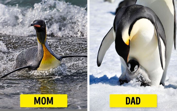 Surrogate Penguin Parents Help To Hatch Precious Chick