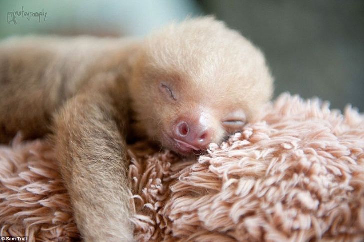 fluffy sloth real