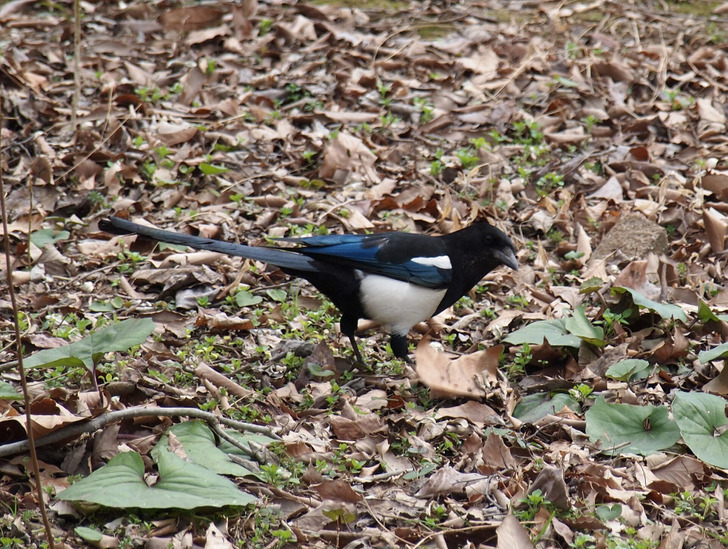 An oriental magpie in Jeju, Korea