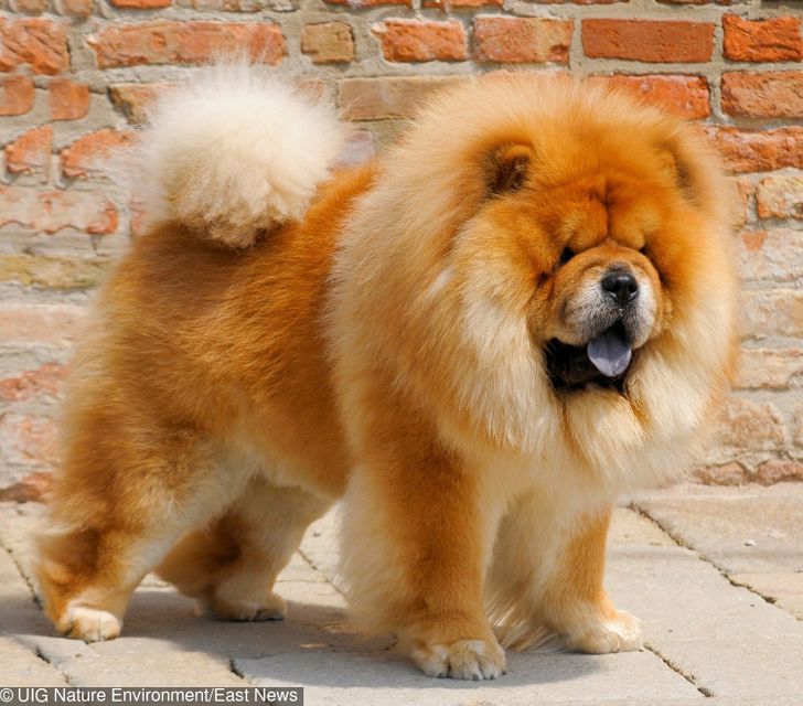 fluffy expensive dog