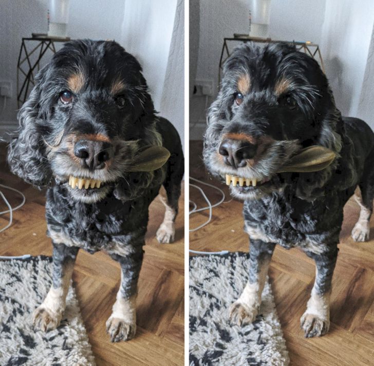 20+ Pictures Showing That Pets Can Completely Change Your Life