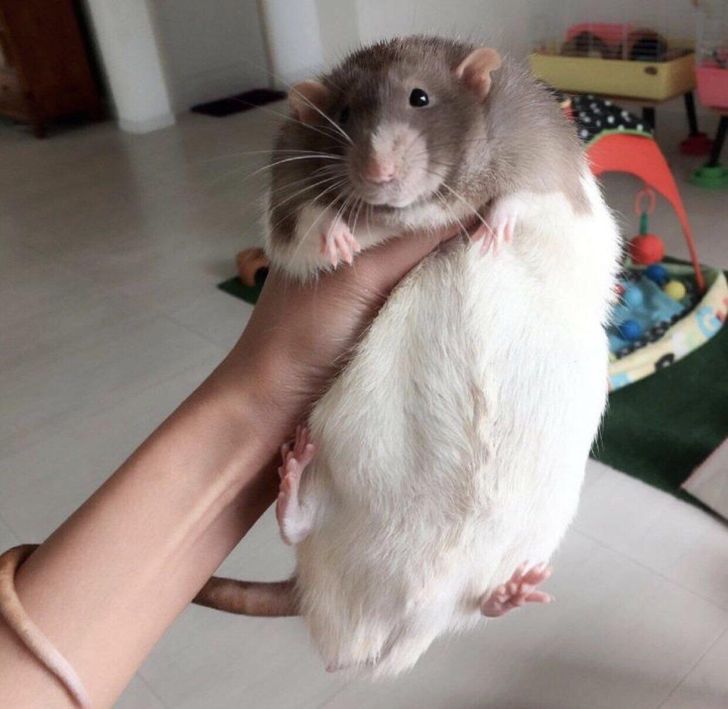 20 Rat Pics That Will Make You Squeal With Their Cuteness