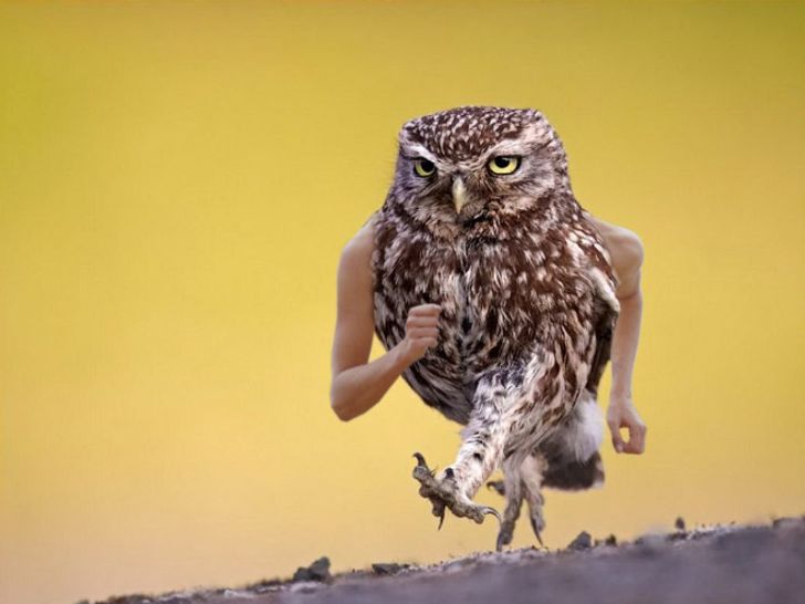 Internet Users Photoshop Birds With Human Arms and the Results Are Too Hilarious