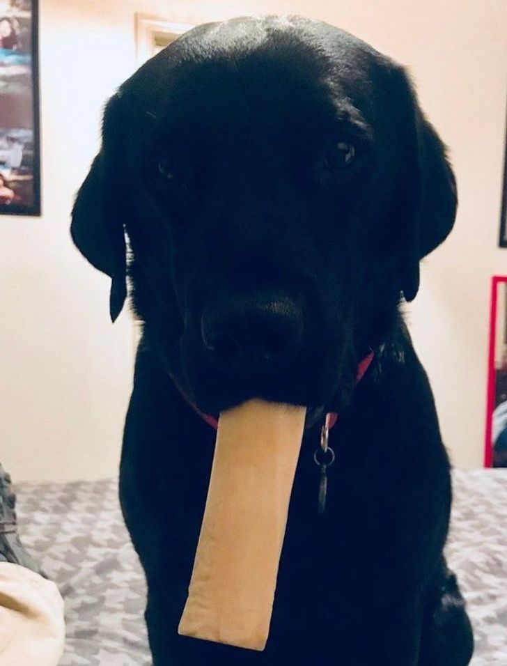 15 Pets That Would Absolutely Crush It in a “Good Boy” Competition