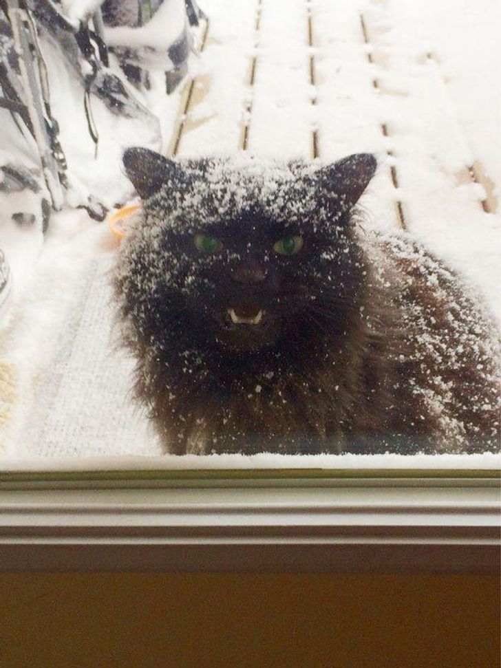25 animals who are really, really eager to come inside
