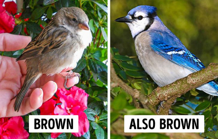 Blue jays and house sparrows
