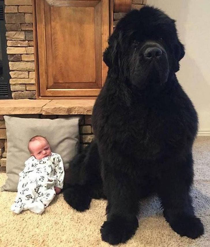 big teddy dog