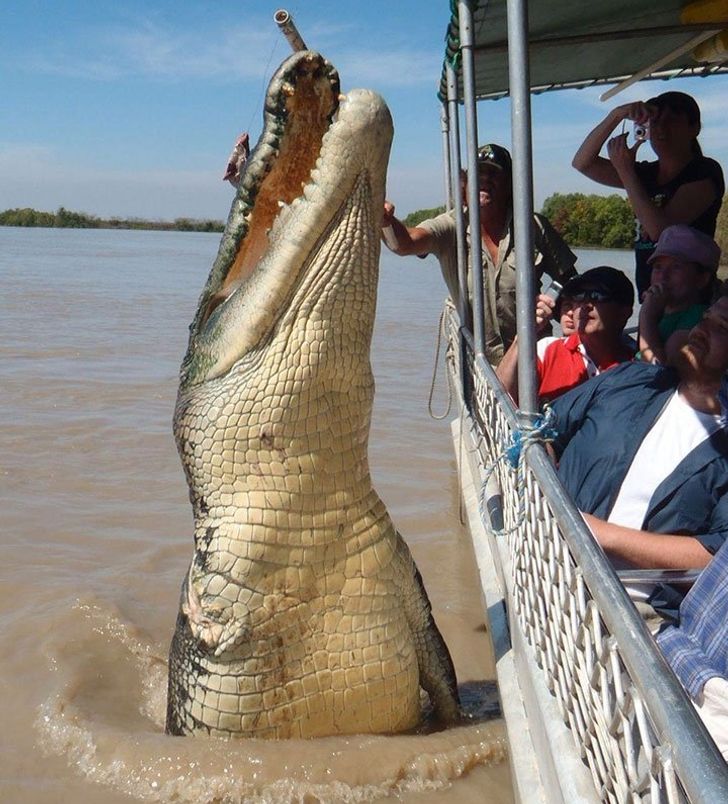 20+ Animals That Are So Big, It's Hard to Believe They're Real