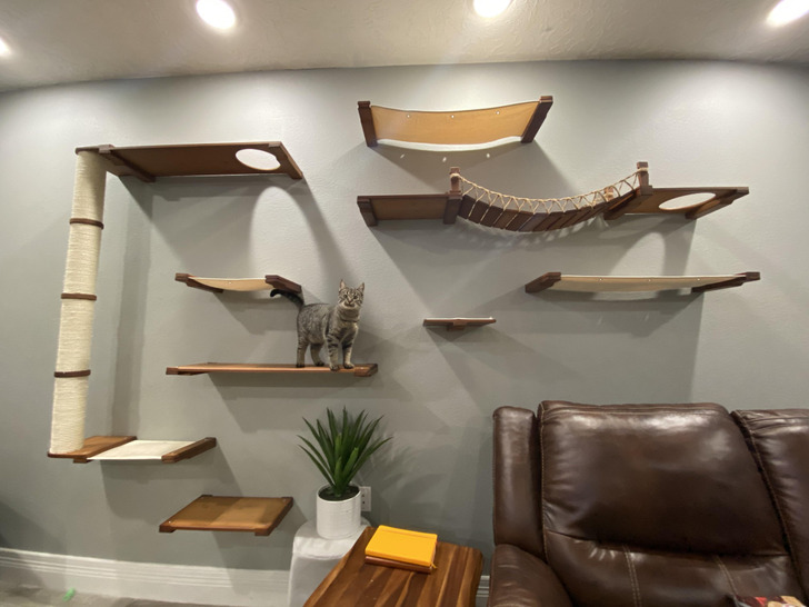 Salamander’s New Cat Wall, Finished After a Week