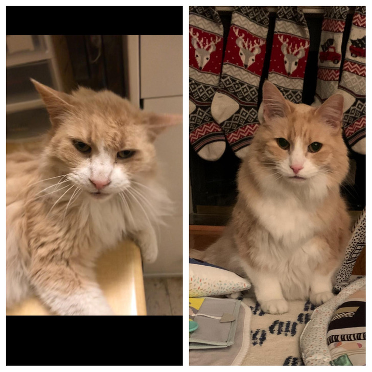A 13-Year-Old Cat Nobody Would Adopt, Two Years After He Came Home