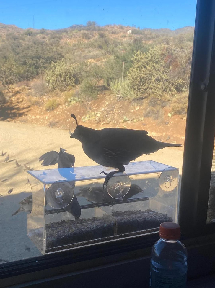 A Quail Who Finally Made It Onto a 6-Foot-High Window Feeder