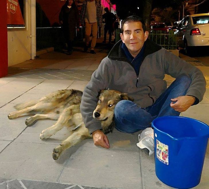 what do you do with a homeless dog