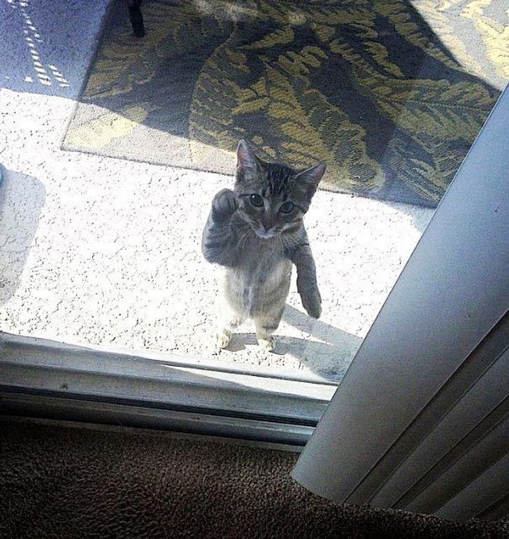 25 animals who are really, really eager to come inside