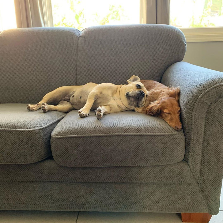 Two Shelter Dogs Found Curled Up Like This, So the Visitor Took Both