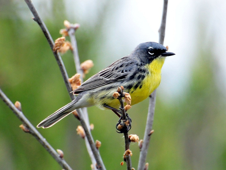 A male Kirtland’s warbler in Michigan