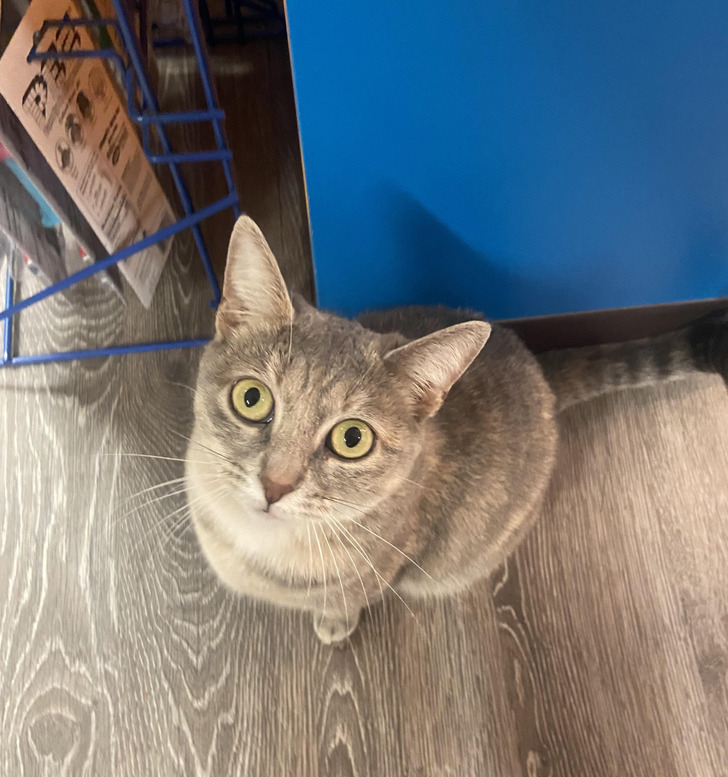 A Candy Shop Cat Was the Real Reason One Customer Went In, and a Bird There Learned to Meow Like Her