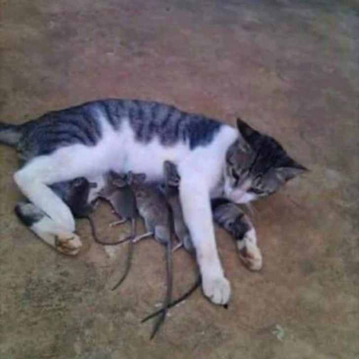 22 foto absurde ku gjithçka duket e gabuar