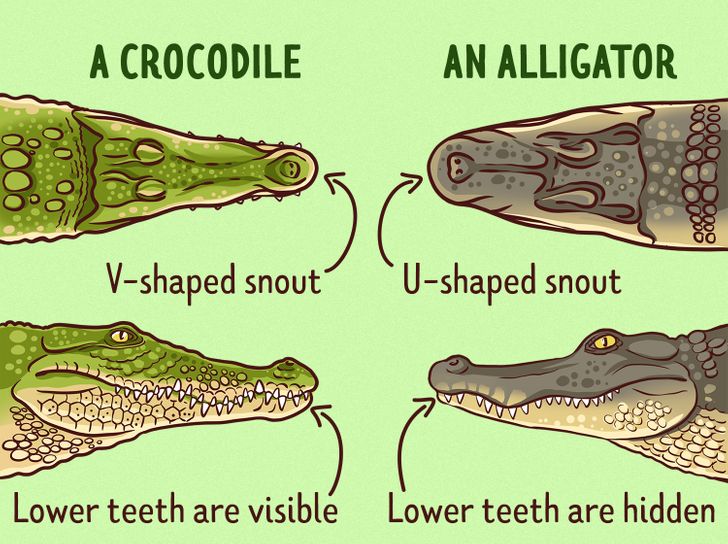 How Crocodiles Differ from Alligators / Bright Side