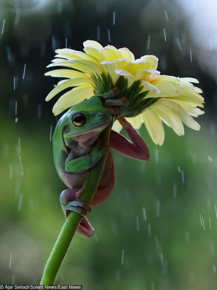 Frogs Climb Flowers to Hide From the Rain, and 6 Other Animals That Solve  Their Own Problems / Bright Side