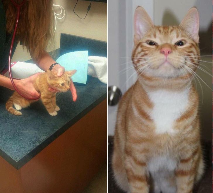 20+ Before and After Pics of Pets That Are Like Day and Night