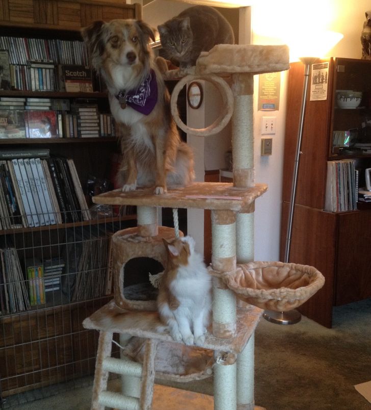 Brown and white dog joining cats in cat tower