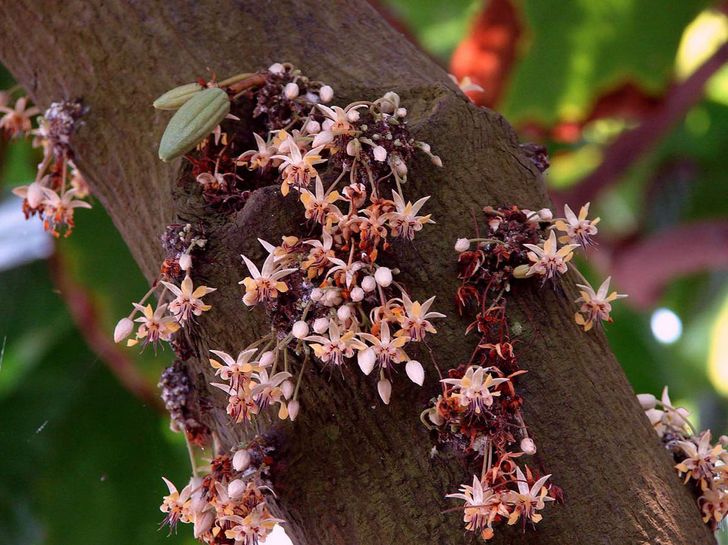 This Is How Our Favorite Foods Look in Their Natural Habitats
