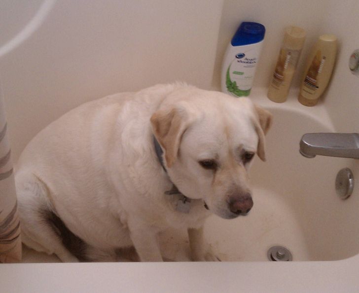 20 Pets Whose Middle Name Is “Drama”