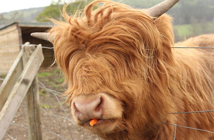 25 Animals Who Rock Their Glorious Hairstyles