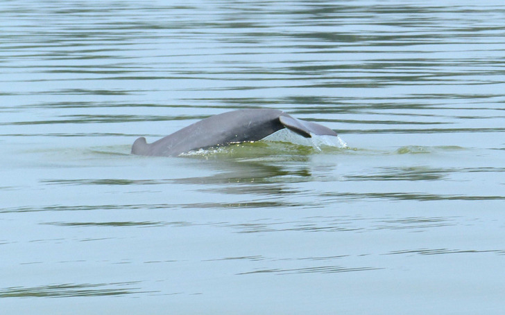 An Irrawaddy dolphin, the same species, in Sarawak, Malaysia