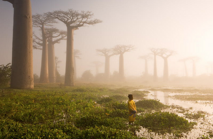 The 15 Most Beautiful Trees in the World