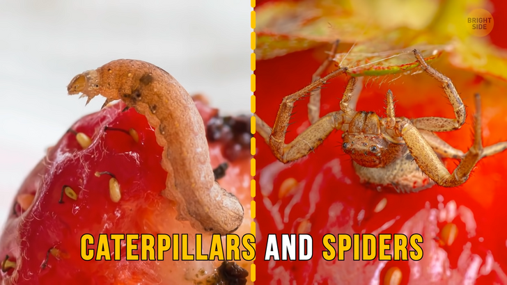 should I eat Portal Fruit? I currently use String/Spider. : r