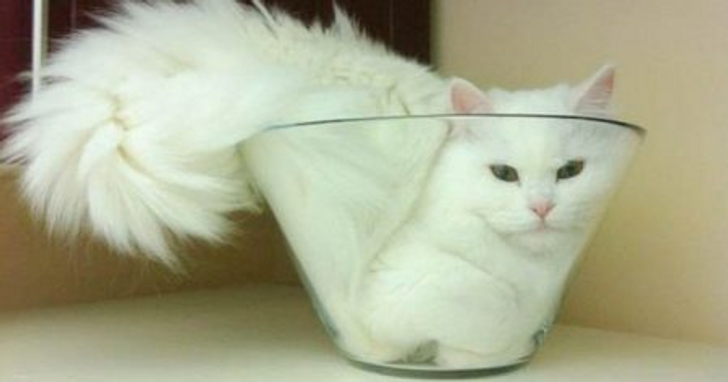 17 Flexible Cats That Proved They Can Fit Anywhere