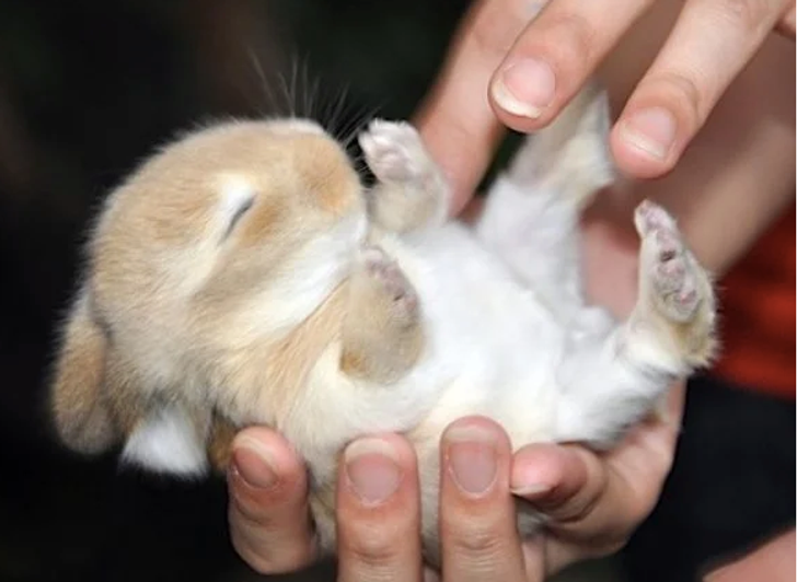 30 Adorable Bunnies To Put You In The Easter Spirit