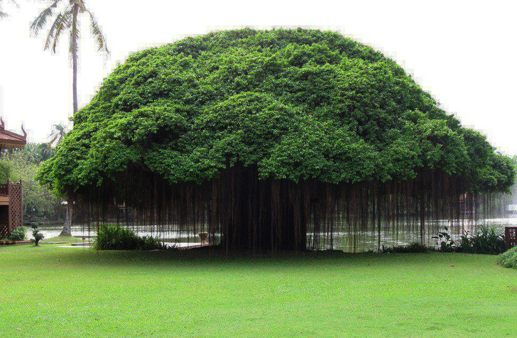 The 15 Most Beautiful Trees in the World