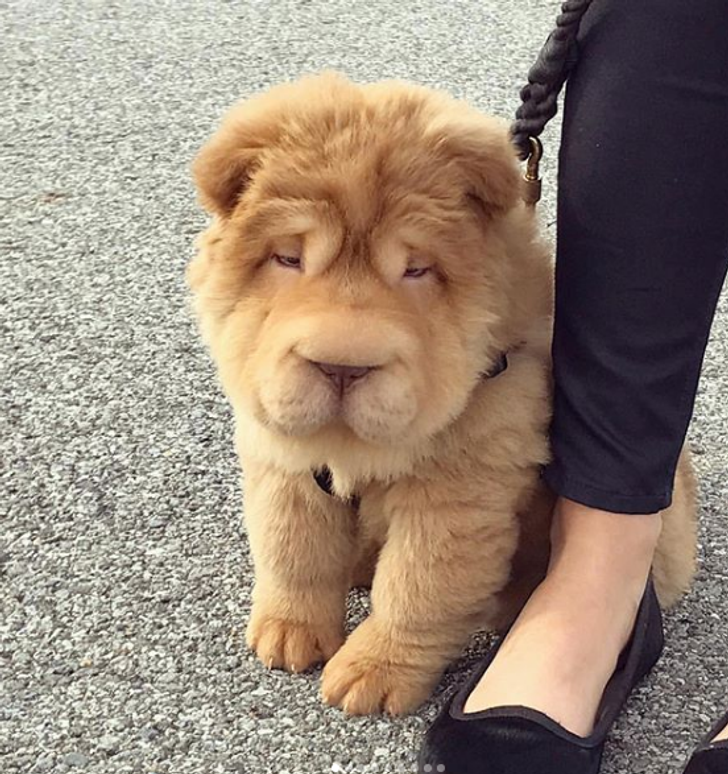 shar pei and poodle mix