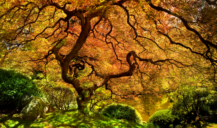 The 15 Most Beautiful Trees in the World / Bright Side