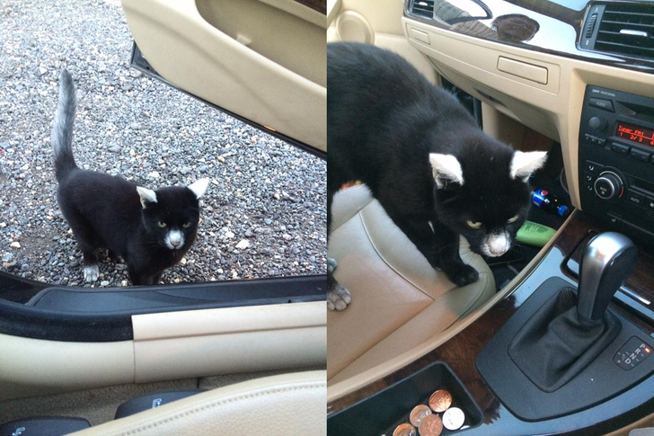 Black cat with Vitiligo sitting in car seat