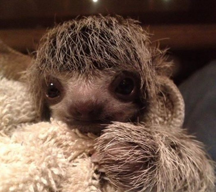 31 Cute Baby Animals That Can Melt Even a Snow Queen's Heart