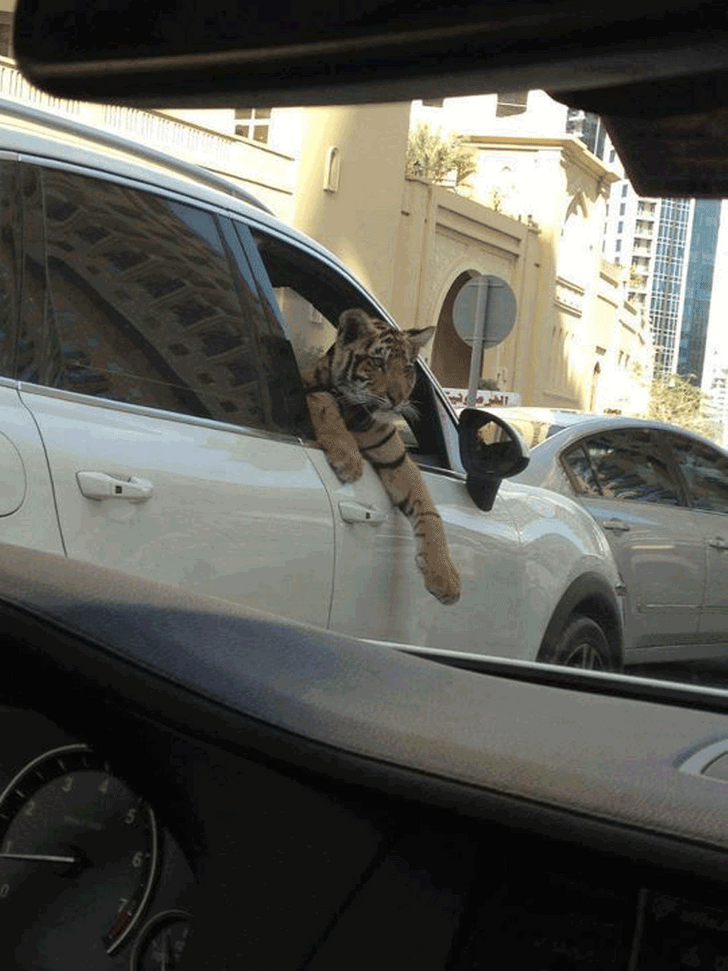 18 Outrageous Things That Are Possible Only in Dubai