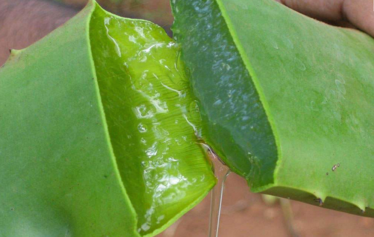 Lidah buaya sebagai lulur
