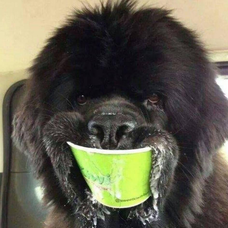 “สุนัขของเพื่อนฉันชอบไอศกรีมมาก”